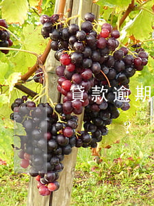 貸款逾期三次，是否還能再次申請貸款？